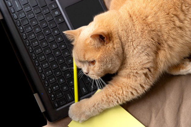 Scottish fold gato rojo yace en el sofá con portátil y bloc de notas