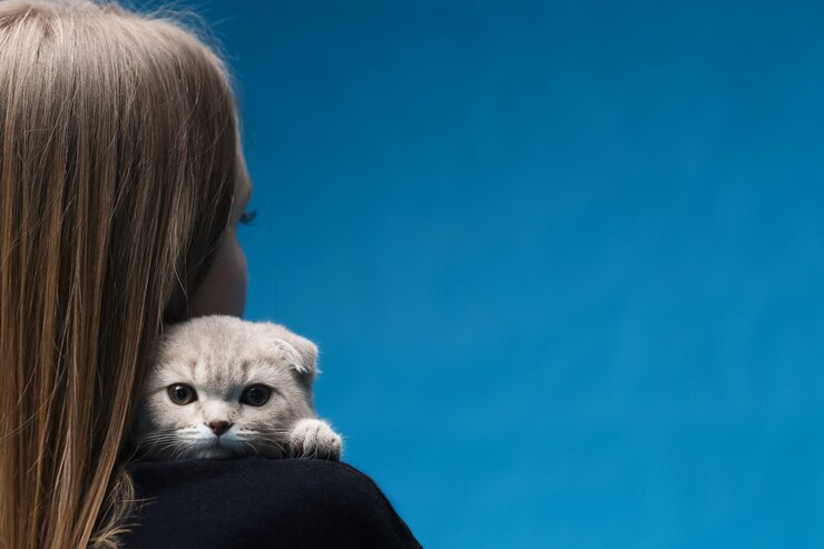 Scottish fold gato sentado no ombro da amante