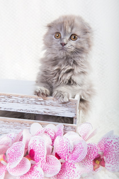 Scottish fold Highland fold gatinho cinzento fofo gato