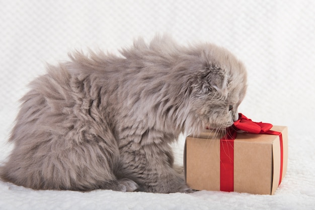 Scottish fold Highland fold gato e caixa de presente