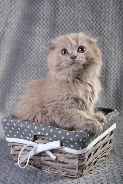 Scottish Fold Highland Fold Kätzchen graue flauschige Katze