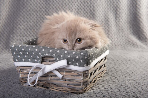 Foto scottish fold highland fold kätzchen graue flauschige katze