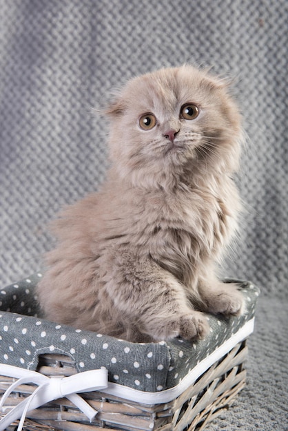 Scottish Fold Highland Fold Kätzchen graue flauschige Katze