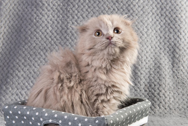 Scottish Fold Highland Fold Kätzchen graue flauschige Katze