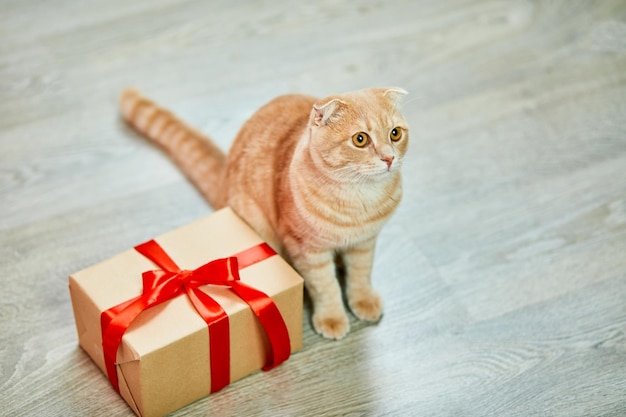 Scottish Fold Ingwer Yong Katze mit Geschenkbox zu Hause verspieltes Kätzchen