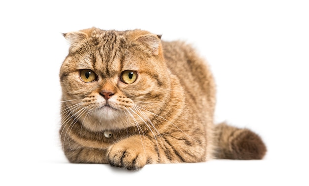 Scottish Fold Katze liegend, isoliert