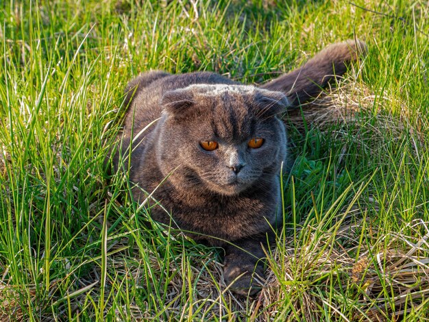 Scottish Fold Katze liegt im grünen Gras