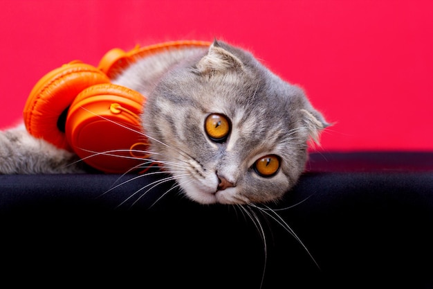 Scottish Fold Katze liegt in den Kopfhörern und sieht lustig auf einer schwarzen Hintergrundkatze aus, die Musik hört