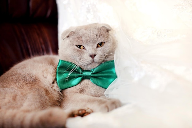 Scottish Fold Katze Nahaufnahme mit Blick auf die Kamera