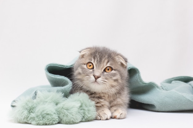 Scottish Fold Katze schaut weg