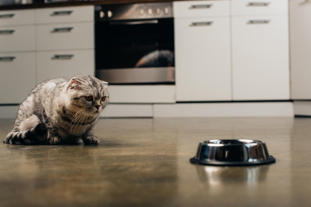 Scottish Fold-Katze sitzt auf dem Boden neben einer Metallschüssel in der Küche