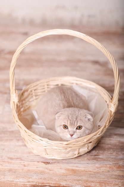 Scottish Fold Katze und Korb