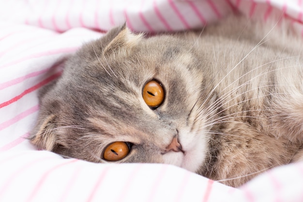 Scottish Fold Katzenrasse, Alter 3 Monate. Little Scottish Fold Katze süßes Ingwerkätzchen im flauschigen Haustier fühlt sich glücklich und Katze schön bequem. Liebe zum Tierhaustierkonzept.