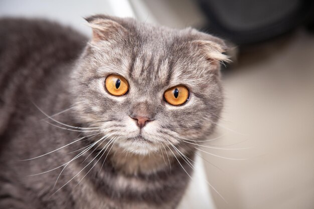 Scottish Fold Katzenrasse sehr schön. Little Scottish Fold Katze süßes Ingwerkätzchen im flauschigen Haustier fühlt sich glücklich und Katze ist schön bequem. Liebe zum Tierhaustierkonzept.