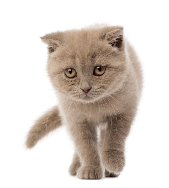 Scottish Fold Kitten Walking (9 Wochen alt)