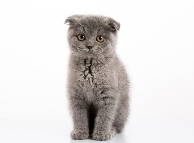 Scottish Fold Kitty hautnah