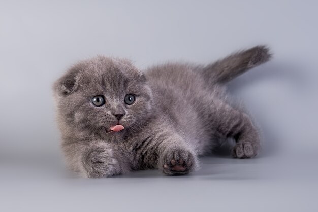 Scottish Fold kleine süße Kätzchen blaue Farbe