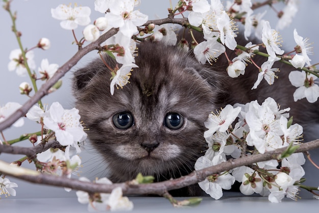 Scottish Fold kleine süße Kätzchen Silber Tabby Farbe