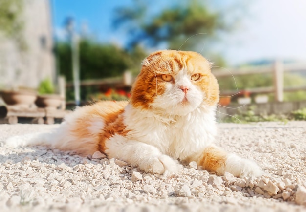 Scottish Fold Orange Cat, die sich in der Sonne aalt