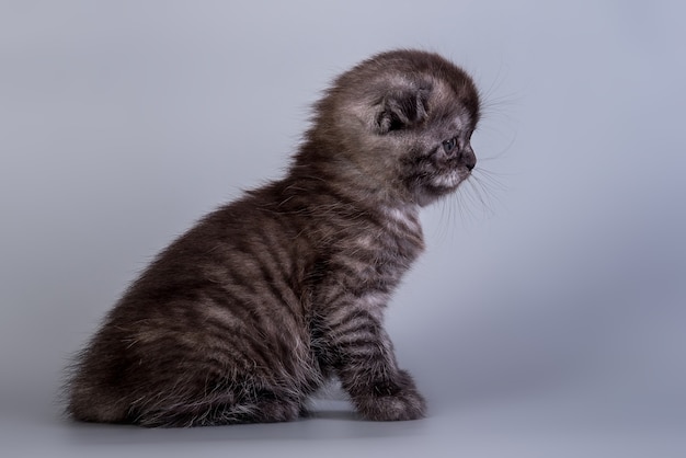 Scottish Fold pequeno gatinho fofo cor prata tabby