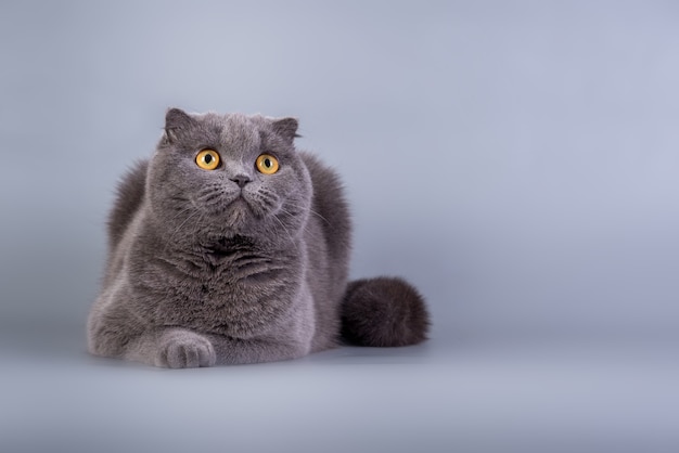 Scottish Fold pequeño lindo gatito color azul