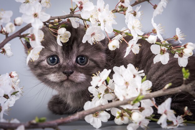 Scottish Fold pequeño lindo gatito plateado atigrado color