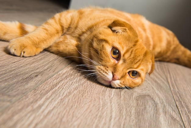 Scottish Fold rote Katze auf dem Holzboden.