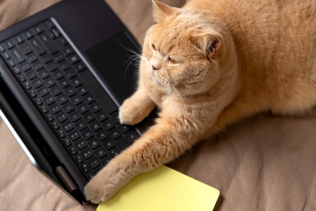 Scottish Fold rote Katze liegt mit Laptop und Notizblock auf dem Sofa