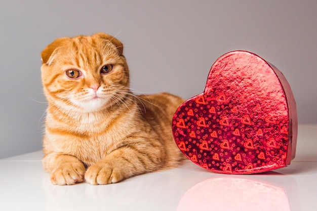 Scottish Fold rote Katze mit roter Herzbox am Valentinstag