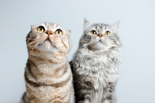 Scottish Fold y Scottish pryamouhy, gatos de mármol azul. En un whi