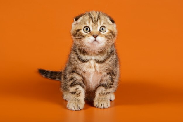 Scottish fold shorthair cat sobre fondos de colores