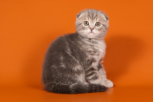 Scottish fold shorthair cat sobre fondos de colores