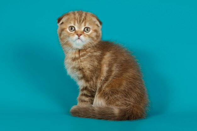 Scottish fold shorthair cat sobre fondos de colores