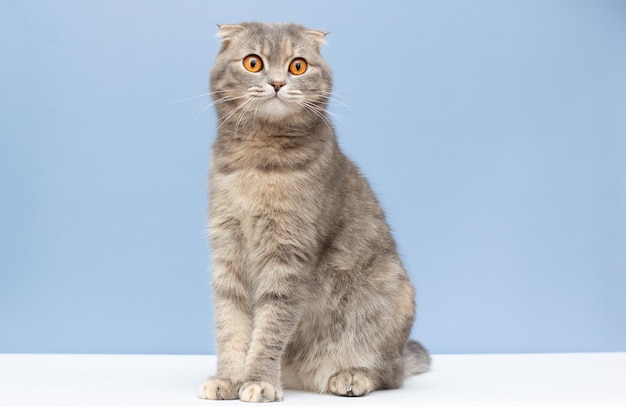 Scottish fold shorthair silver tabby cat sentarse sobre fondo azul.