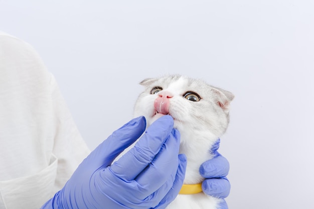 Scottish Fold Tabby Kitten in den Händen mit blauen medizinischen Handschuhen. Tierarztbesuch