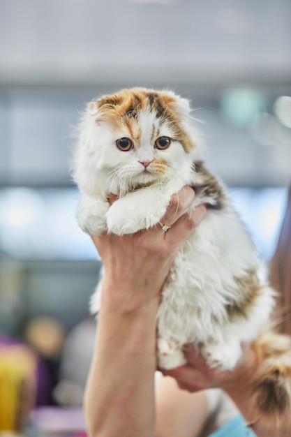 Scottish Fold Tricolor Scottish Fold kann ein großartiger Freund für Kinder sein