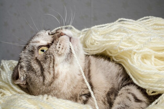 Scottish Fold verheddert sich in den weißen Wollfäden und spielt Knabberfäden