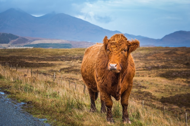 Scottish Highland Cow y bonita vista