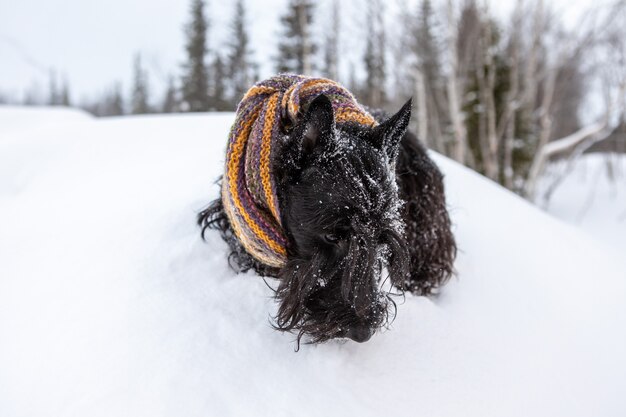 Scottish Terrier im Freien im Schnee