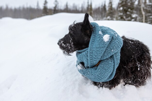 Scottish Terrier im Freien im Schnee