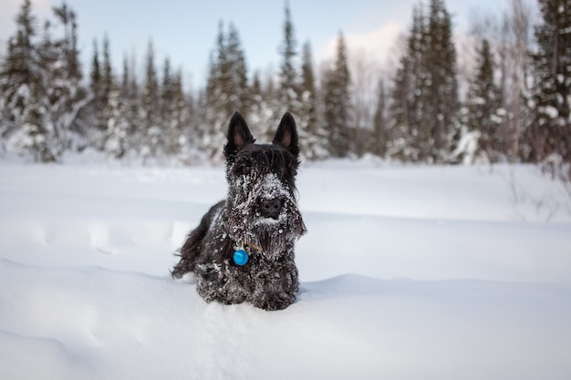 Scottish Terrier im Schnee.