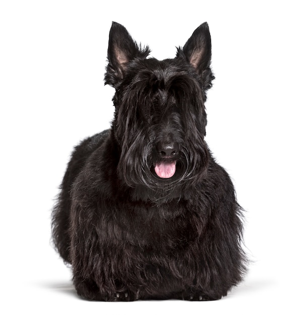 Scottish Terrier de pie contra el fondo blanco.