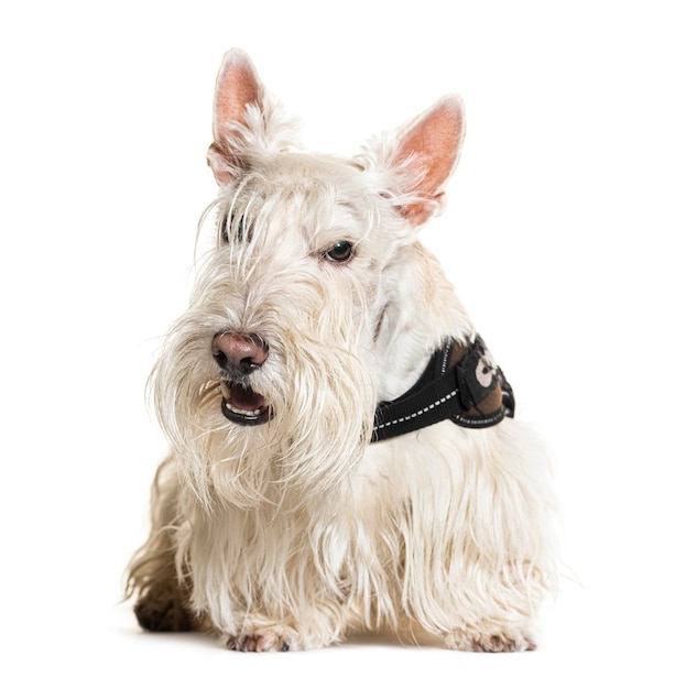 Scottish Terrier usando un arnés aislado en blanco