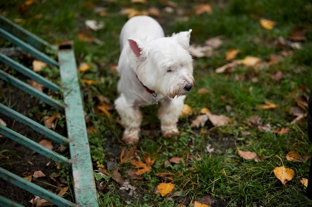 Scottish Terrier von weißer Farbe geht im Park spazieren Süßer Scottish Terrier Hund Scottish Terrier