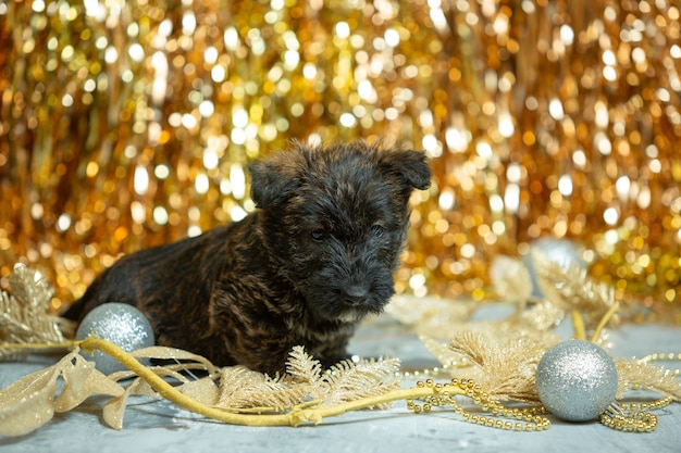 Scottish Terrier Welpen auf goldener Wand