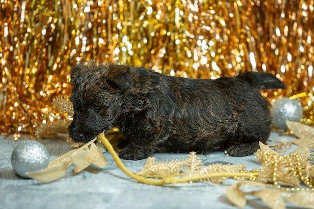 Scottish Terrier Welpen posiert. Nettes schwarzes Hündchen oder Haustier, das mit Weihnachts- und Neujahrsdekoration spielt. Sieht süß aus. Konzept der Feiertage, festliche Zeit, Winterstimmung. Negativer Raum.