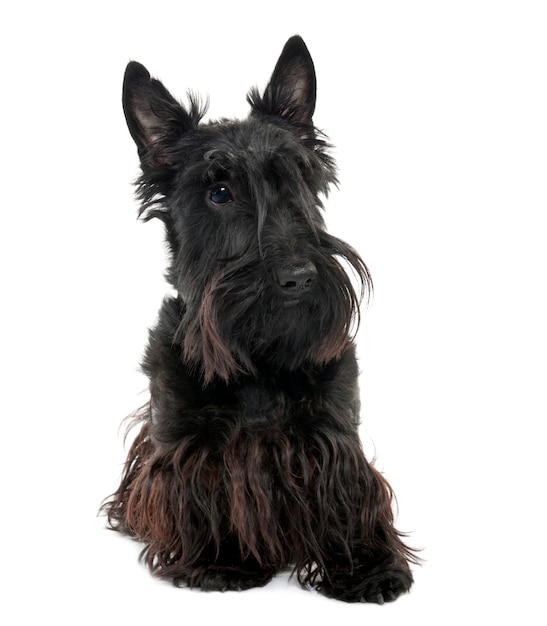 Scottish terrier