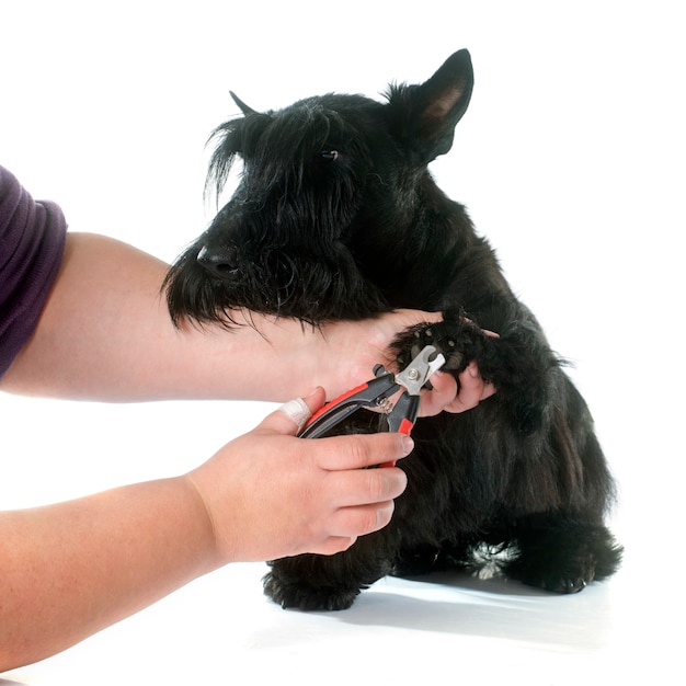 Scottish Terrier