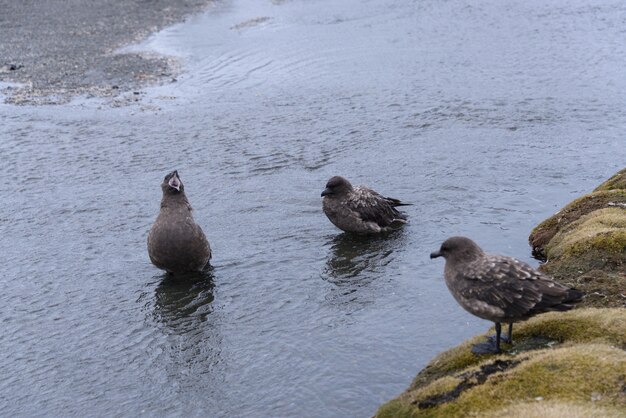 Scua auf dem Wasser