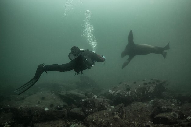 Scuba Diver haciendo contacto con un león marino bajo el agua